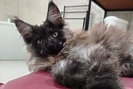 Maine Coon - kotka Nera