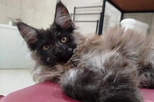 Maine Coon - kotka Nera