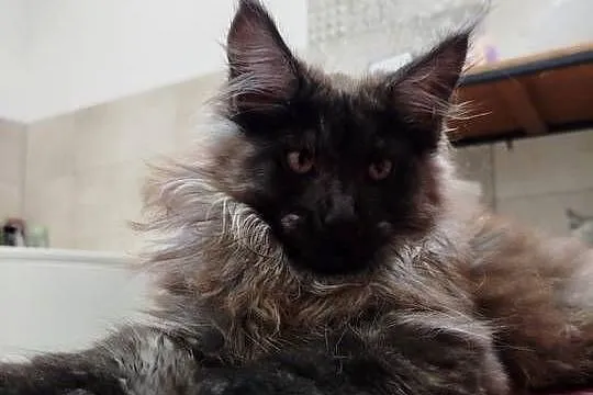 Maine Coon - kotka Nera, Kujawsko-pomorskie, Szembruk