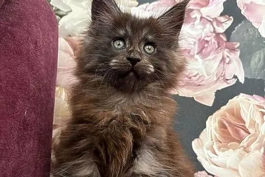 Maine Coon - kotka Nera, Kujawsko-pomorskie, Szembruk