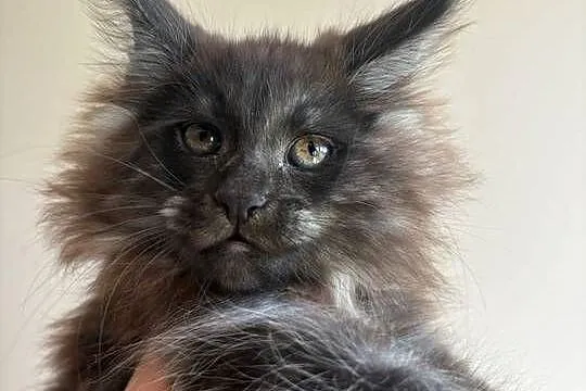 Maine Coon - kotka Nera, Kujawsko-pomorskie, Szembruk