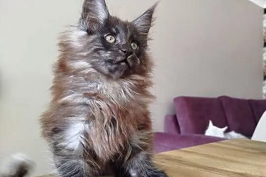 Maine Coon - kotka Nera, Kujawsko-pomorskie, Szembruk