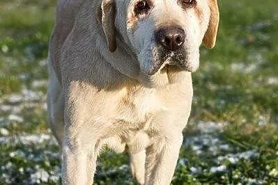 Buli - najsmutniejszy pies świata
