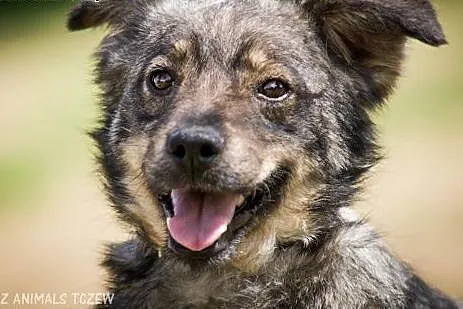 OTOZ Animals - Piko - od kilku lat wypatruje domu zza krat! ,  pomorskie Tczew