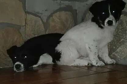 3 miesięczne MALUSZKI, śliczne SZCZENIAKI szukają 