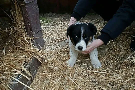 3 miesięczne MALUSZKI, śliczne SZCZENIAKI szukają 