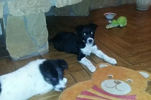 3 miesięczne MALUSZKI, śliczne SZCZENIAKI szukają 