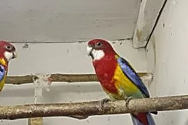 Rozzela białolica