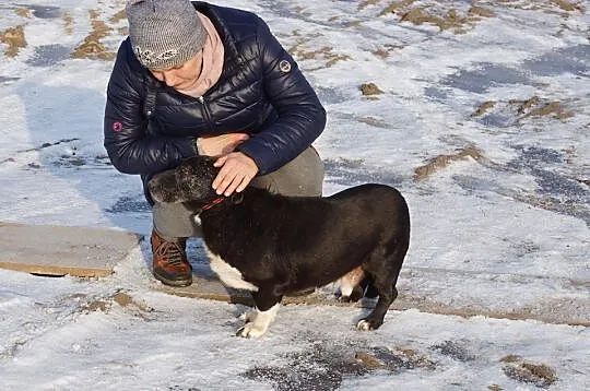 Bezkonfliktowy, niewielki Dziadzio PILNIE szuka ko