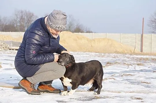 Bezkonfliktowy, niewielki Dziadzio PILNIE szuka ko