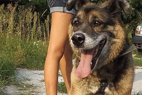 Towarzyski psi niedźwiadek Boryś,  dolnośląskie Wr