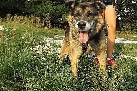 Towarzyski psi niedźwiadek Boryś,  dolnośląskie Wr