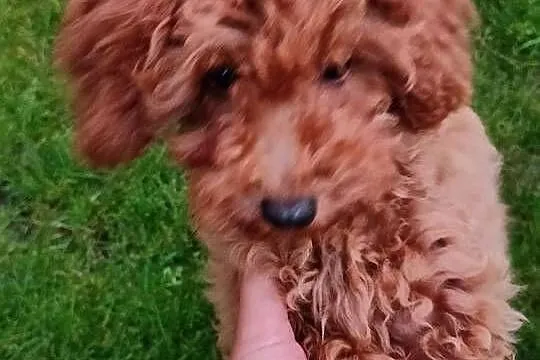 Suczka Pudelek Toy do odbioru, badania genetyczne rodzicow, Wielkopolskie, Koninko