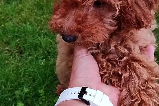 Suczka Pudelek Toy do odbioru, badania genetyczne rodzicow, Wielkopolskie, Koninko