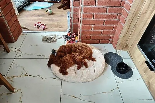 Suczka Pudelek Toy do odbioru, badania genetyczne rodzicow, Wielkopolskie, Koninko