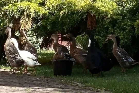 Kaczki Biegusy Indyjskie, Świętokrzyskie, Miedziana Góra