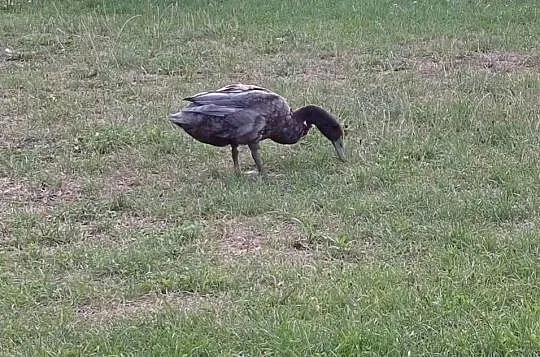Kaczki Biegusy Indyjskie, Świętokrzyskie, Miedziana Góra