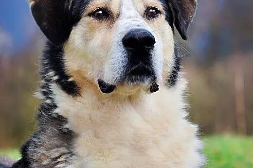 Badus młody piękny piesek marzy o kochającym domku