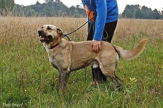 Młody, przyjazny i zrównoważony - Mango szuka domu