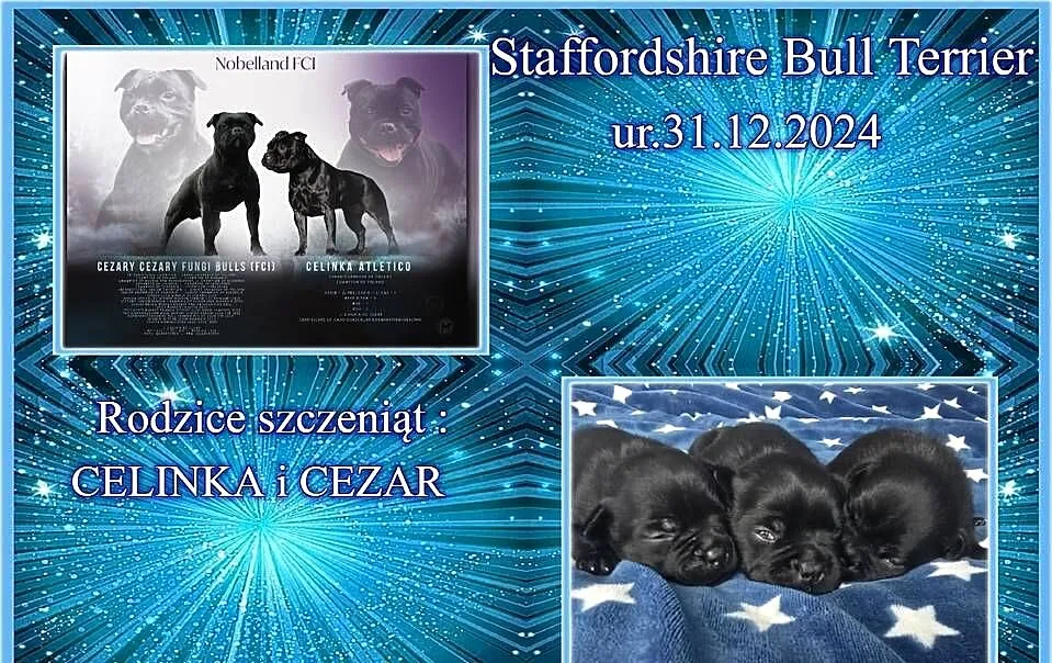 Staffordshire Bull Terrier, Lubuskie, Gorzów Wielkopolski