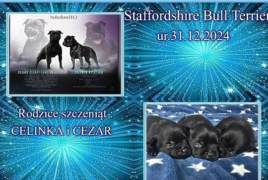 Staffordshire Bull Terrier, Lubuskie, Gorzów Wielkopolski