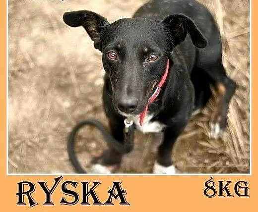 8kg,jamnik mix,mała przyjazna suczka RYSKA.Adopcja