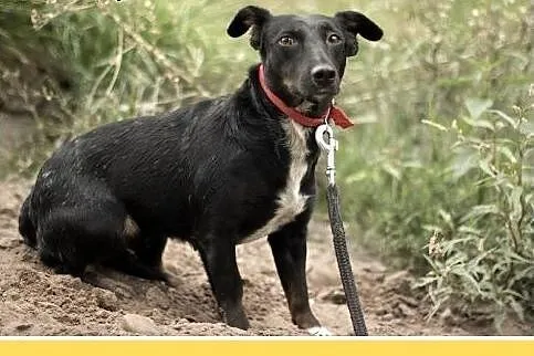 8kg,jamnik mix,mała przyjazna suczka RYSKA.Adopcja