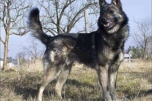 LUCKY - mini owczarek srebrzysty, LUBI DZIECI, tow