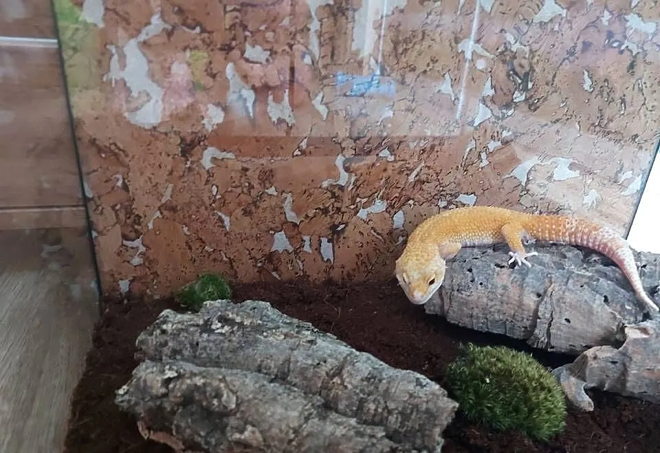 Gekon lamparci terrarium, Opolskie, Opole