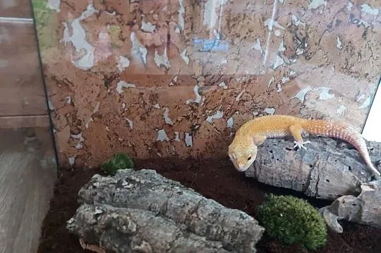 Gekon lamparci terrarium, Opolskie, Opole