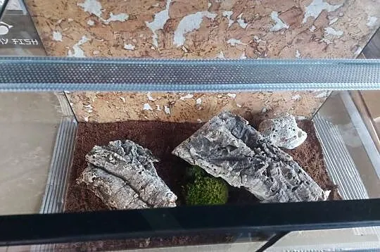 Gekon lamparci terrarium, Opolskie, Opole