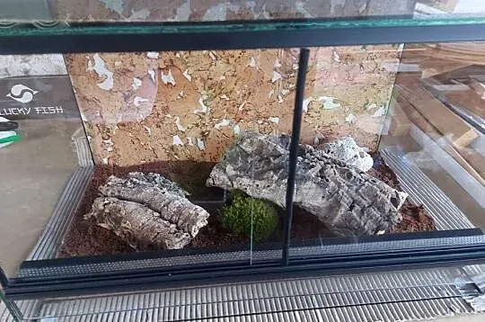 Gekon lamparci terrarium, Opolskie, Opole