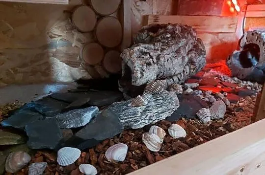 Gekon lamparci terrarium, Opolskie, Opole