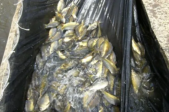 Karp handlowy sprzedam, Mazowieckie, Zygmuntów