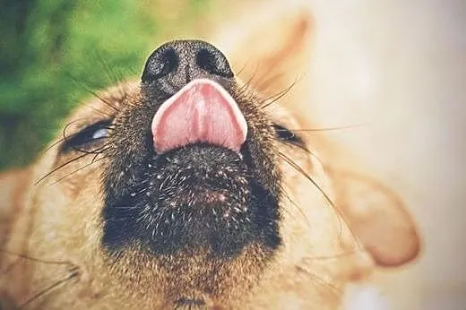 Mimi mała przylepa pilnie szuka domu!,  podkarpack