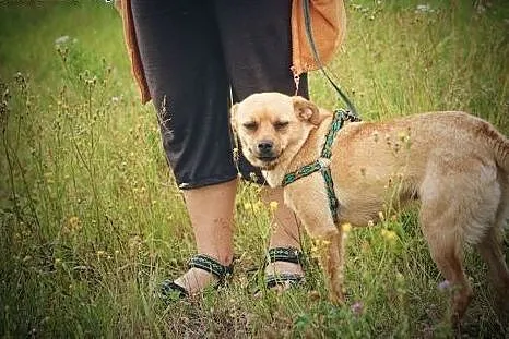 Mimi mała przylepa pilnie szuka domu!,  podkarpack