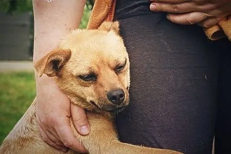 Mimi mała przylepa pilnie szuka domu!,  podkarpack