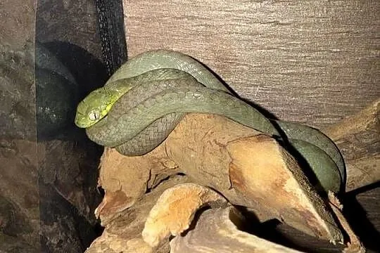 Boiga cyanea