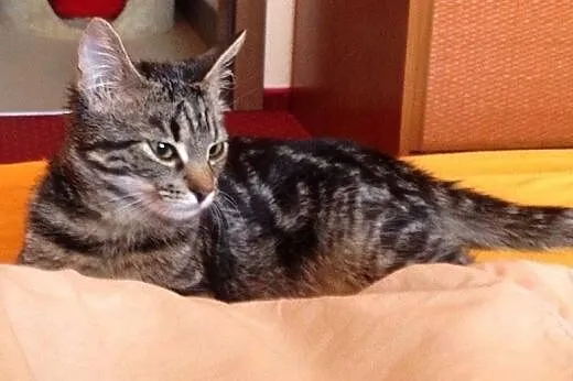 4 miesięczna Matylda, przyjazna maluszka do adopcj
