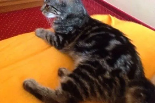 4 miesięczna Matylda, przyjazna maluszka do adopcj