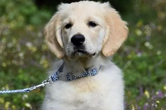 Golden Retriever Zkwp fci