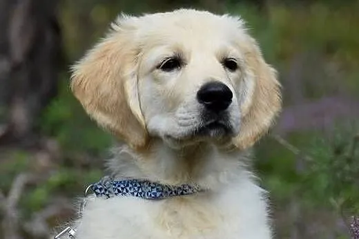 Golden Retriever Zkwp fci, Mazowieckie, Łochów