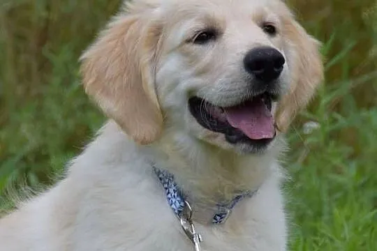 Golden Retriever Zkwp fci, Mazowieckie, Łochów