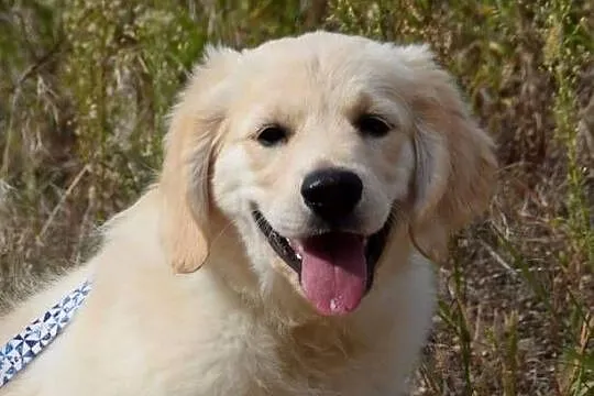 Golden Retriever Zkwp fci, Mazowieckie, Łochów