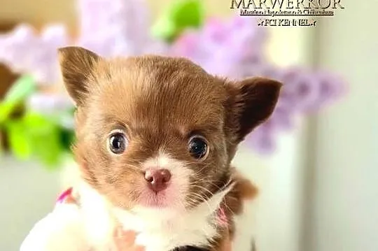 Chihuahua długowłosy FCI