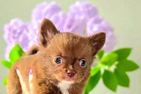 Chihuahua długowłosy FCI, Pomorskie, Bydlino