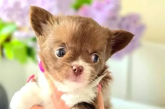 Chihuahua długowłosy FCI, Pomorskie, Bydlino