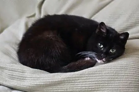 Rózia szuka spokojnego domku (Fundacja Agapeanimal