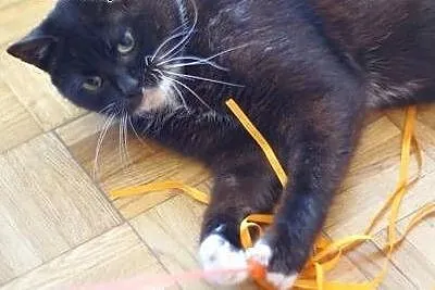 Rózia szuka spokojnego domku (Fundacja Agapeanimal