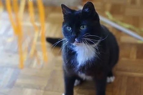 Rózia szuka spokojnego domku (Fundacja Agapeanimal